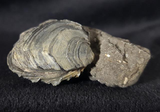 Circomphalus basteroti-taurinensis (SACCO 1900) - Bild &copy; FossNet FossilienStore